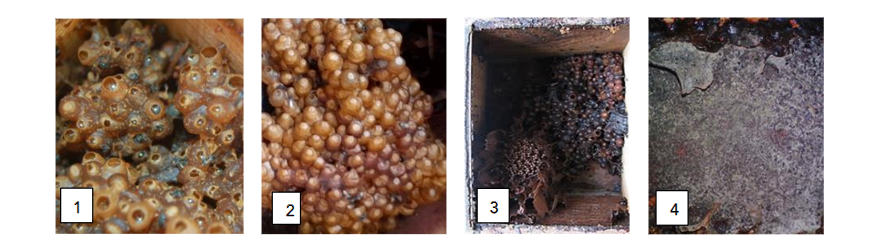 Four major materials harvested from the stingless bee nest: 1. Honey pots of Austroplebeia australis, Australia Photo: ©M.Halcroft; 2. Pollen pots of Hypotrigona ruspolii, Tanzania Photo: ©C. Mduda; 3. Cerumen and propolis of Tetragonula iridipennis, India Photo: ©U. Layek; and 4. Propolis of Tetragonisca angustula, Venezuela Photo: ©P.Vit.