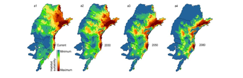 Habitat suitability for the pollinator Melipona quadrifasciata in a study area of four Brazilian states São Paulo, Paraná, Santa Catarina, and Rio Grande do Sul, Brazil from 2015 (a1) towards model predictions to forecast effects of climate change in 2030-2050-2080 (a2, a3, a4) with a visual contraction of northern and western distribution.