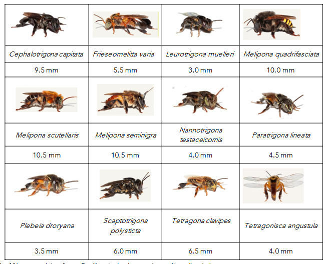 Images and size of some Brazilian stingless bee species used in meliponiculture.