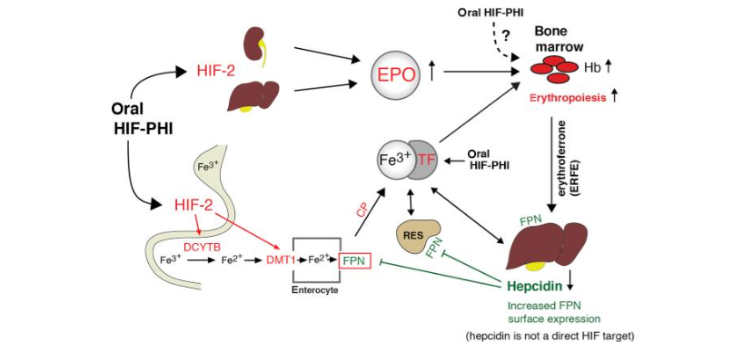 Effects of EPO, HIF-PHI on iron metabolism. Reprinted from Advances in Chronic Kidney Disease, 2019. Volume 26, issue 4, Sanhani NS, Haase VH, Hypoxia-inducible factor activators in renal anemia: current clinical experience, pages 253-266.