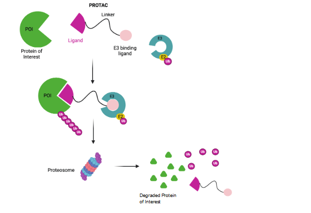 The mechanism of action of PROTACs. PROTACs are heterobifunctional containing a linker that connects a protein of interest binding ligand and E3 binding molecule. PROTACs stabilize the target protein and the E3-E2-Ubiquitin in a ternary complex that allows ubiquitylation and proteasomal degradation of the target protein. The PROTACs moiety is recycled for the next degradation cycle.