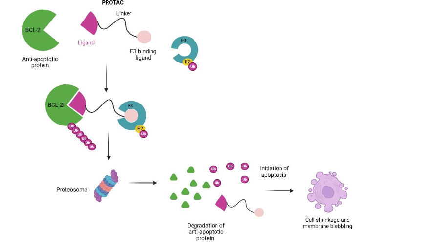 PROTACs targeting anti-apoptotic proteins. The PROTACs tag the BCL-2 protein with Ub and sets it up for proteosome degradation. Once the anti-apoptotic proteins are degraded, the process of apoptosis is initiated killing damaged/tumor cells.