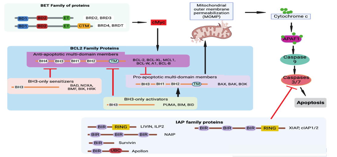 Anti-apoptosis proteins in cancer. Expression of BET proteins in malignancies leads to increased expression of BCL-2 anti-apoptotic proteins via cMyc preventing cell apoptosis and promoting cell growth and division. IAP family protein (XIAP) are also capable of inhibiting apoptosis by inactivating caspase 3/7/9 and supporting cell growth.