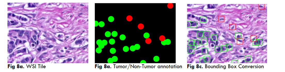 Fig 9. Resultant output of Mitosis on DC dataset through DETR