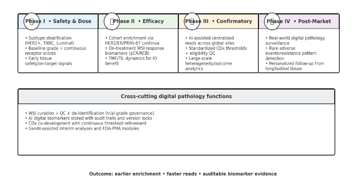 Digital pathology applications across trial phases.