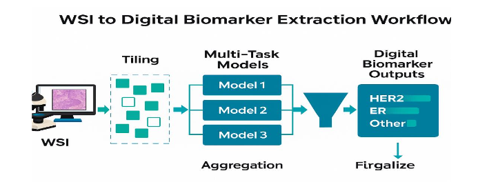 WSI to digital biomarker extraction workflow showing tiling, multi-task models, aggregation, and digital biomarker outputs.