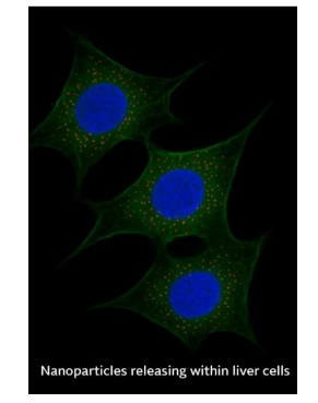 Figure 3. Kinetics produced by the release of nanoparticles in liver cells (drawn by the author)