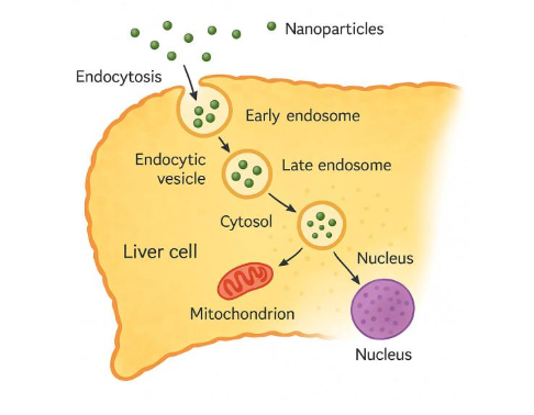 Figure 2. Image of the production of nano-carrier liver-nourishing tea ingredients and the endocytosis mechanism between liver cells (drawn by the author)