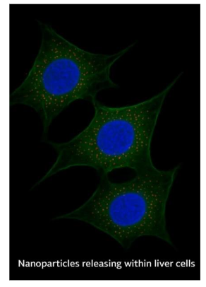 Figure 3. Kinetics produced by the release of nanoparticles in liver cells (drawn by the author)