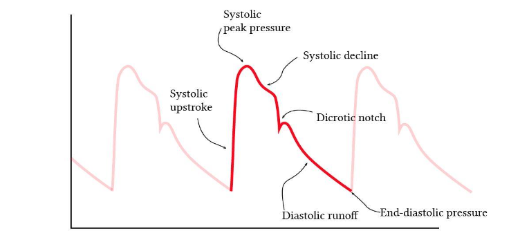 Complex features of the pressure waveform [taken from (Yartsev, 2023)]
