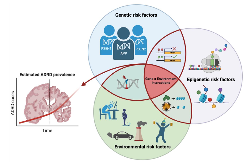 Figure 1. Gene by environment interactions. Genetic, epigenetic, and environmental risk factors that can modify AD outcomes.