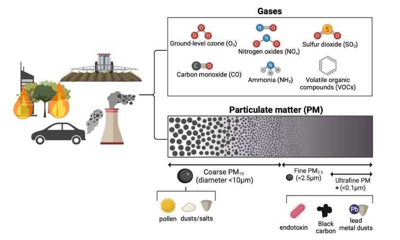 Figure 2. Composition of air pollutants. Air pollutants consist of gaseous and particulate matter (PM) fractions with heterogeneous sources, compositions, and sizes, all of which interact with the respiratory system and the brain. Created with BioRender.com.