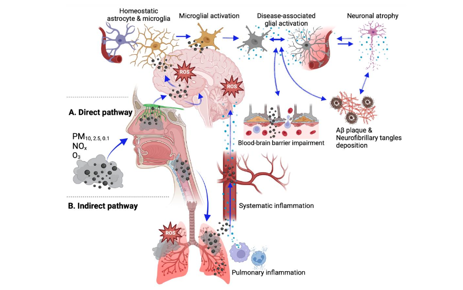 Figure 3. Animal model studies demonstrating that ambient air pollution exacerbates AD-relevant pathologies in mice.