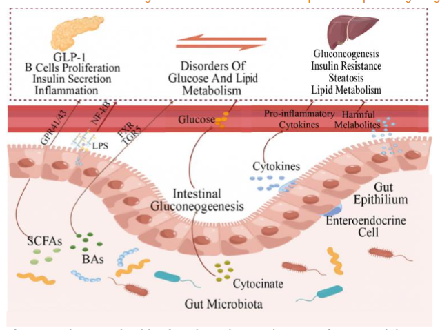 Figure 2. The Gut Microbiota’s Role In The Development of Type 2 Diabetes.
