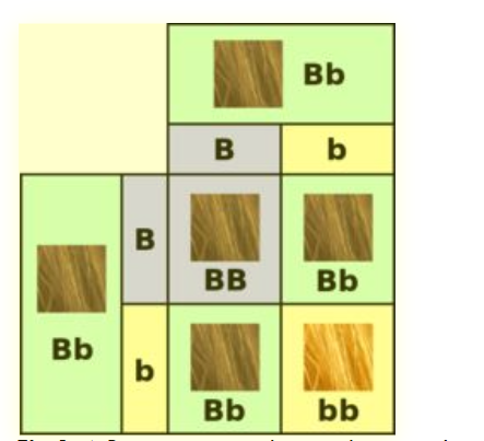 Figure 1. A Punnett square showing how two brown-haired parents can have red- or brown-haired children. 'B' is for brown and 'b' is for red.