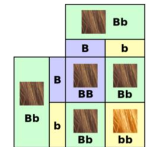 Fig 1. A Punnett square showing how two brown haired parents can have red- or brown-haired children. 'B' is for brown and 'b' is for red.