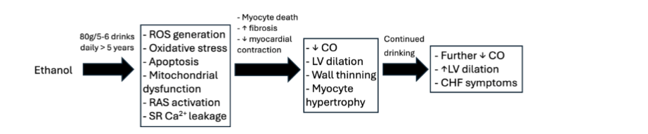 Figure 1: Chart depicting the natural course of chronic ethanol consumption and the development of ACM and heart failure. ROS – reactive oxygen species, RAS –renin-angiotensin system, SR – sarcoplasmic reticulum, CO - cardiac output, LV – left ventricle.