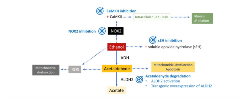 Figure 2: Schematic demonstrating the toxic effects of ethanol and its metabolites with the associated enzymes and pathway. Certain steps in this pathway are potential targets for future therapies to mediate the damaging effects of ethanol and the development of alcoholic cardiomyopathy.