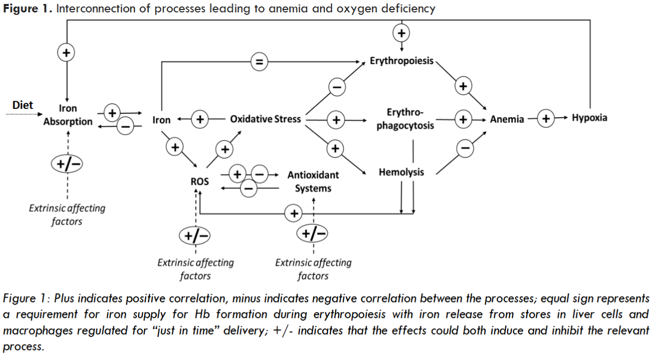 Figure 1: Interconnection of processes leading to anemia and oxygen deficiency