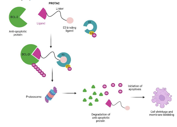 Figure 3: PROTACs targeting anti-apoptotic proteins. The PROTOCs tag the BCL-2 protein with Ub and sets it up for proteosome degradation. Once the anti-apoptotic proteins are degraded, the process of apoptosis is initiated killing damaged/tumor cells.