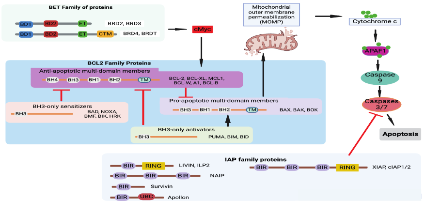 Figure 2: Anti-apoptosis proteins in cancer. Expression of BET proteins in malignancies leads to increased expression of BCL-2 anti-apoptotic proteins via cMyc preventing cell apoptosis and promoting cell growth and division. IAP family protein (XIAP) are also capable of inhibiting apoptosis by inactivating caspase 3/7/9 and supporting cell growth. (created in Biorender)