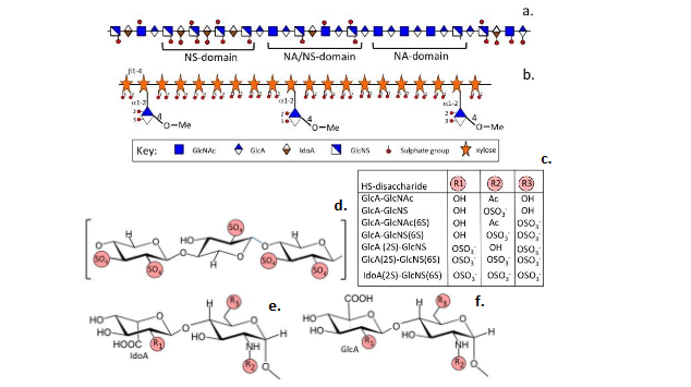 Figure 2. Sulfation patterns of heparan sulfate and pentosan polysulfate.