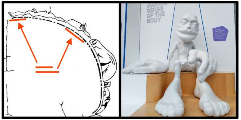 Left: The revised somatosensory cortical representation of the human body. The lines beneath the cortical surface represent the area dedicated for somatosensory processing. Right: The corresponding version of the somatosensory homunculus, exhibited in the Glasgow Science Centre. The body parts are scaled to their cortical representations.