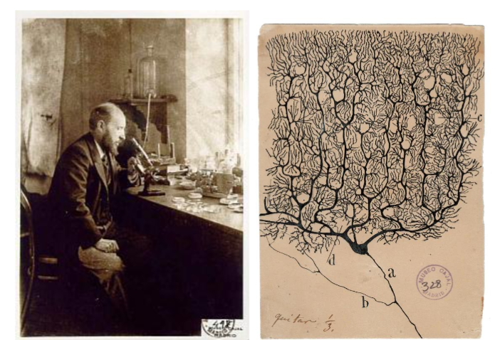 Figure 3. a. Santiago Ramón y Cajal (1852–1934) and b. Cajal Original Drawing of Purkinje cell from human cerebellum