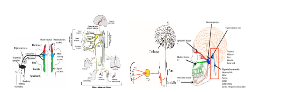 Table 2. HRV measure correlations. *p < 0.05, **p < 0.01.