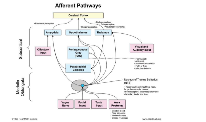 Table 2. HRV measure correlations. *p < 0.05, **p < 0.01.