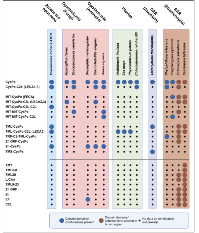 Figure 1. Calpain domain combinations detected across selected species.