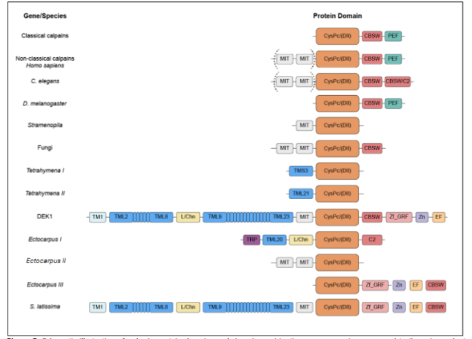 Figure 2. Schematic illustration of calpain protein domains and domain combinations across species compared to the unique plant phytocalpain protein DEK1.