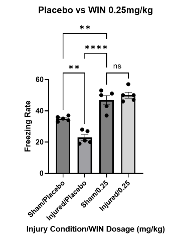 Figure 3: Freezing assessment of mice treated with vehicle and mice treated with WIN55, 212-2 at 0.25mg/kg. Multiple comparisons one way ANOVA revealed that there was no significant difference between sham (n = 5) and injured (n = 5) mice treated at 0.75mg/kg (p = 0.6872). Sham/0.25 froze significantly more than sham/placebo (p = 0.0042) and injured/placebo (p < 0.0001). Injured/0.25 followed a similar trend as sham/0.25: significantly more than sham/placebo (p = 0.0004) and injured/placebo (p < 0.0001). Data are presented as mean + standard error of the mean.