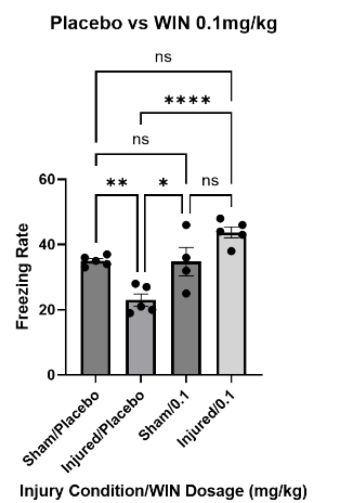 Figure 4: Freezing assessment of mice treated with vehicle and mice treated with WIN55, 212-2 at 0.1mg/kg. Multiple comparisons one way ANOVA revealed that there was no significant difference between sham (n = 4) and injured (n = 5) mice treated at 0.1mg/kg (p = 0.0822). Sham/0.1 did not freeze significantly more than sham/placebo (p > 0.9999), while freezing significantly more than injured/placebo (p = 0.0152). Injured/0.1 followed a similar trend as sham/0.1: not freezing significantly more than sham/placebo (p = 0.0695) while freezing significantly more than injured/placebo (p < 0.0001). Data are presented as mean + standard error of the mean.