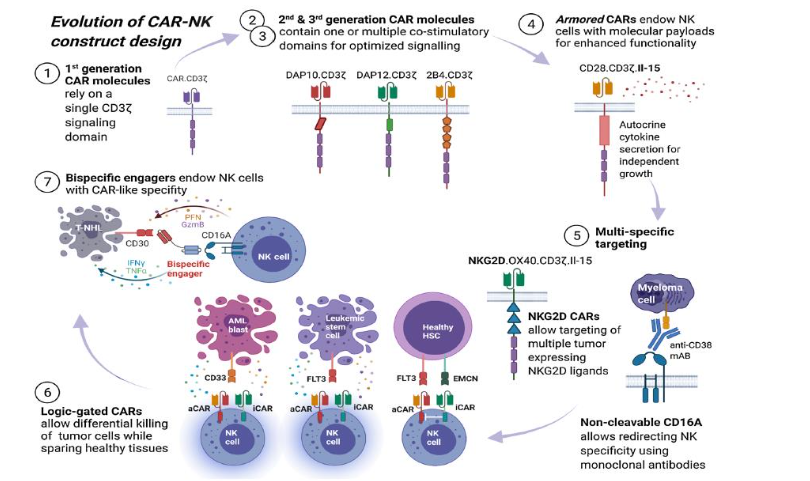 Figure 1 Evolution of a CAR-NK construct design (adapted from Biederstadt and Rezvani)