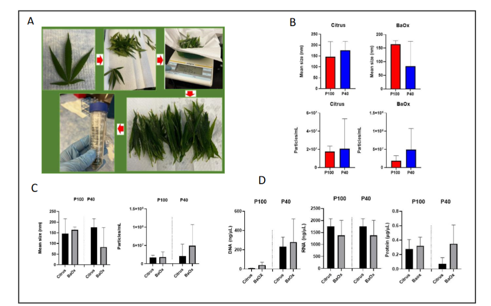 Figure 1. Differential expression of cannabis-derived PDEVs. A) Diagram showing PDEV isolation workflow. 75–150 leaves of each cultivar (Citrus and BaOX) were picked and subjected to washing, negative pressure infiltration, and two rounds of high-speed ultracentrifugation. PDEVs were pelleted and quantitated for further use. B-C) PDEVs particle size and concentration was quantitated via NTA (nanoparticle tracking analysis). D) PDEVs were subjected to DNA, RNA and protein analysis.