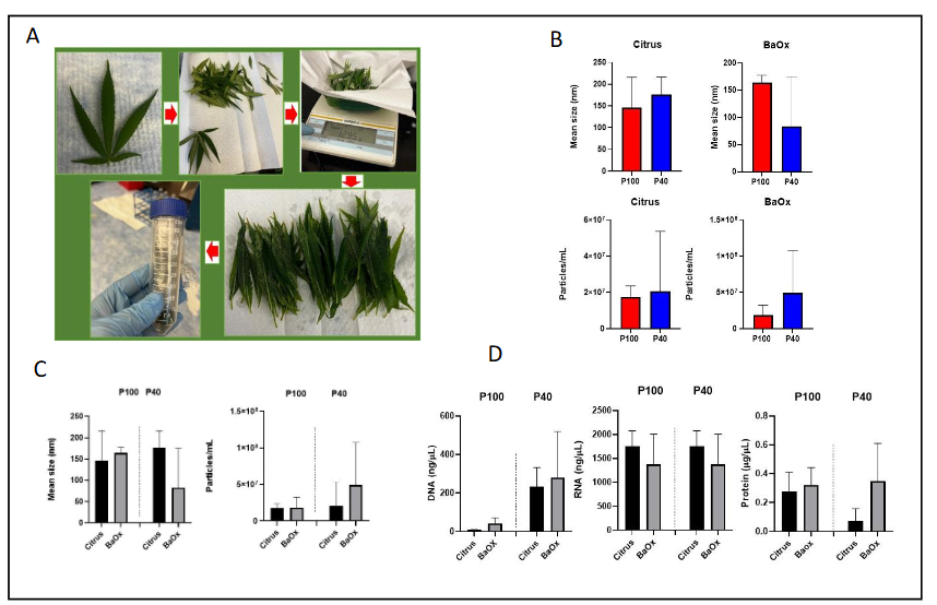 Differential expression of cannabis-derived PDEVs. A) Diagram showing PDEV isolation workflow. 75–150 leaves of each cultivar (Citrus and BaOX) were picked and subjected to washing, negative pressure infiltration, and two rounds of high-speed ultracentrifugation. PDEVs were pelleted and quantitated for further use. B-C) PDEVs particle size and concentration was quantitated via NTA (nanoparticle tracking analysis). D) PDEVs were subjected to DNA, RNA and protein analysis.