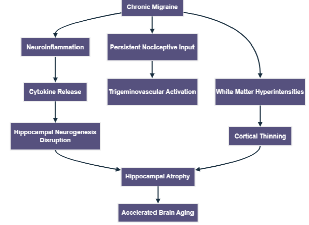Figure 1. Pathways that connect chronic migraine and faster ageing of the brain: Chronic migraine is associated with neuroinflammation, alteration in white matter, and hippocampal impairment, which factors mediate cortical thinning and hippocampal atrophy.