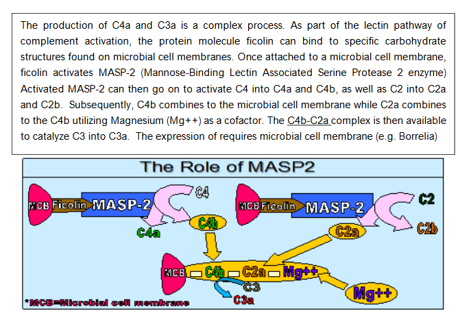 Figure 4: Treatment for Low ADH and High Serum Osmolality