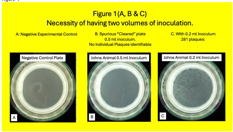 Legend to Figure 1. Johne Animal: Shown in Figure 1 is a phage assay from a Johne animal. Figure 1 A is the negative experimental control plate. No plaques are seen. Figure 1B (a 0.5 ml inoculum) shows no identifiable plaques. However, the plate had been “cleared,” because of the overwhelming number of colonies. Figure 1C a 0.2 ml inoculum has 281 identifiable plaques. Because of data like these, we routinely inoculated two aliquots (0.5 and 0.2 ml) from the lysis of the post Ficoll buffy coat.
