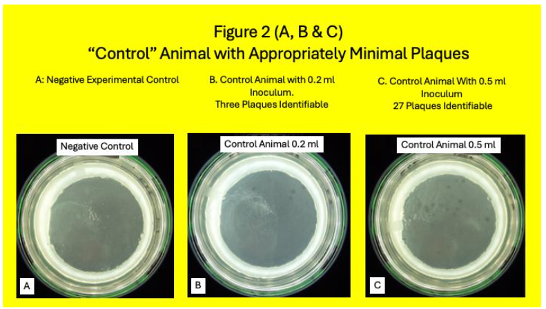 Legend to Figure 2. Control Animal. Control animal where the experiment is read as “Negative.” A is the negative experimental Control. No plaques are seen. B. With 0.2 ml inoculum three plaques are seen. C. With 0.5 ml inoculum 27 plaques are seen. This is considered to be an appropriately “Negative” experiment.