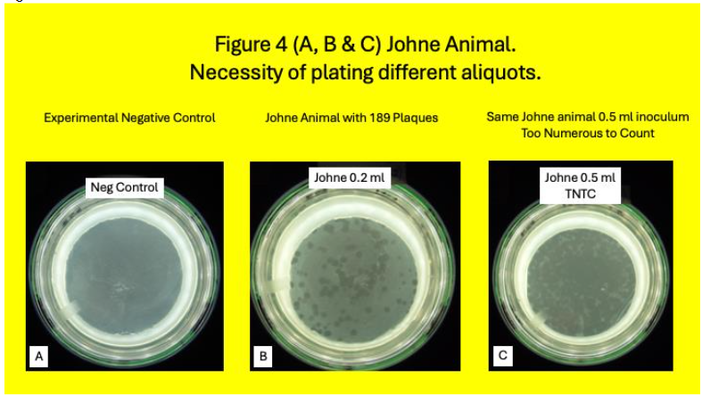 Legend to Figure 4. Johne Animal. 4A: is the negative experimental control plate. No plaques are seen. 4B: With 0.2 ml inoculum 189 plaques are identified. 4C; With 0.5 ml inoculum the plaque count is TNTC. Observe the necessity of plating different volumes of the lysate.