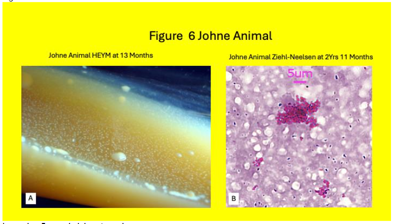Legend to Figure 6. Johne Animal 6A: HEYM inoculum with positive colonies seen at 13 months. 6B: Positive Ziehl-Neelsen staining at 2 years 11 months after inoculating onto HEYM. Note the clumps of alcohol-acid positive colonies.