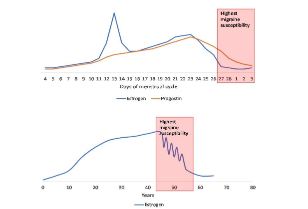 Figure 2. Menstrual and perimenopausal susceptibility to migraine. (Onello et al [7])