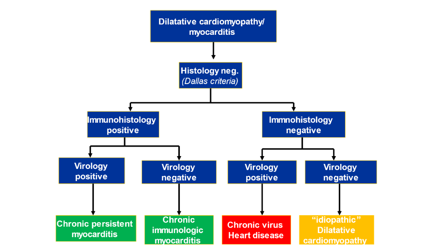 Fig. 3. Flow-diagram for diagnosis of cardiomyopathy and myocarditis.