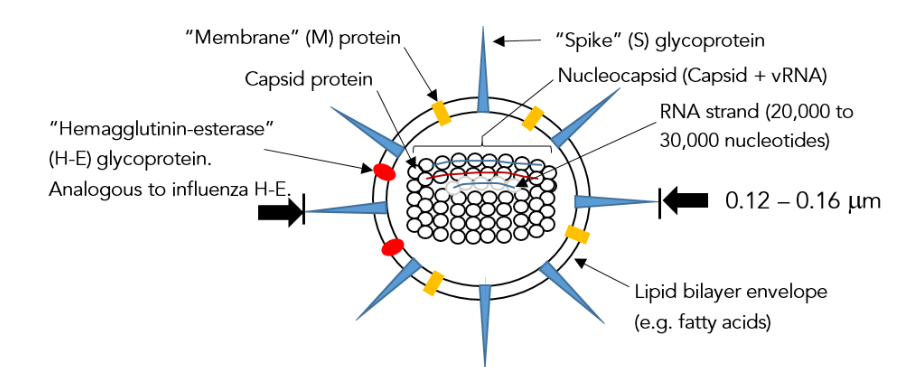 Figure 1 - Schematic of the Delta Variant and the Omicron Strain