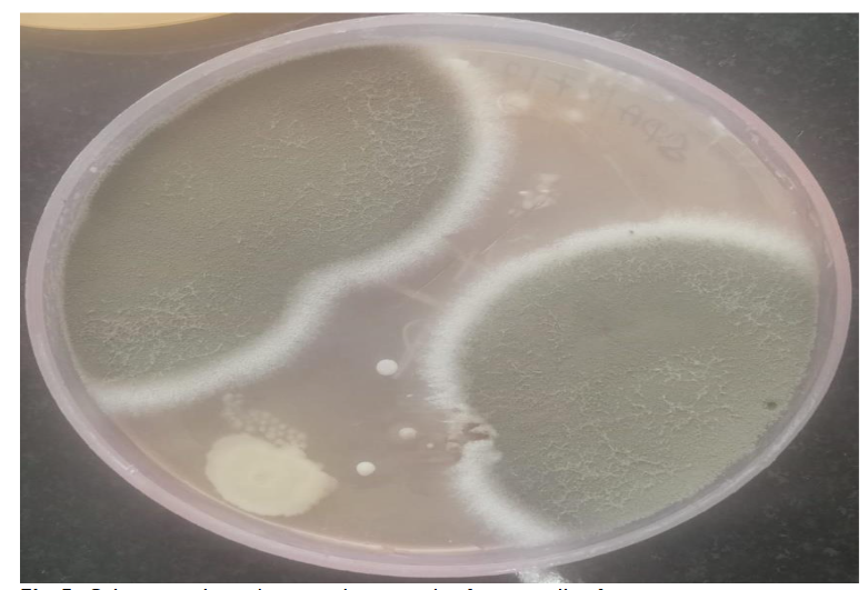 Fig 5: Culture medium showing the growth of aspergillus fumigatus.