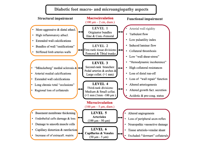 A schematic illustration of main macro- and microcirculatory arterial wall alterations encountered in the complex neuro-ischemic diabetic foot pathology. The left column: Leading structural impairments of the arterial macro- and microcirculatory framework. The right column: Predominant functional changes with regard to same arterial macro- and microcirculatory diabetic foot model.