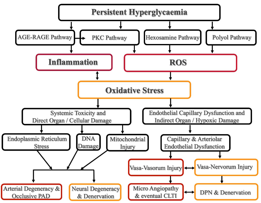 Pathophysiological pathways and related neuro-vascular interactions enhanced by persistent hyperglycaemia.