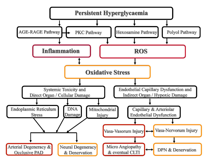 Pathophysiological pathways and related neuro-vascular interactions enhanced by persistent hyperglycaemia.